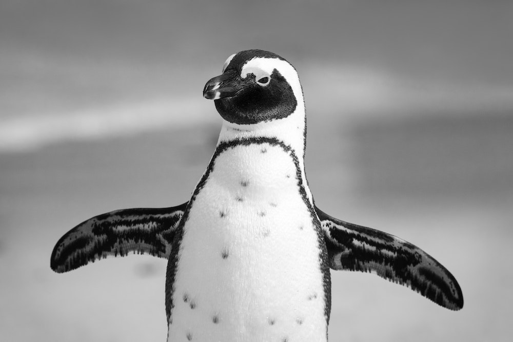 Penguin