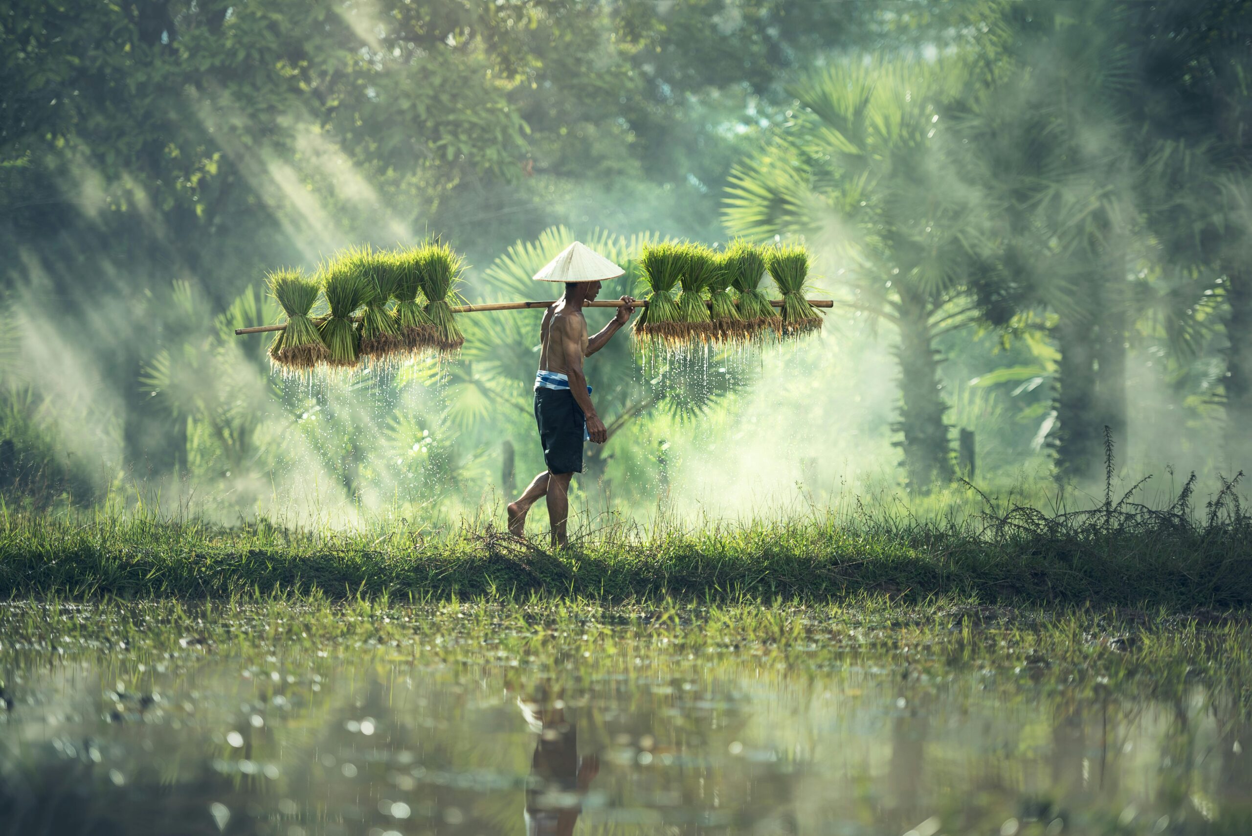 an Carrying Yoke With Rice Grains